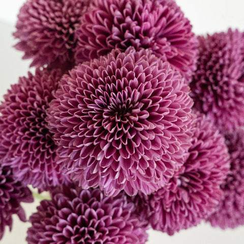 Sweet Ganache Bahlia Flower Close Up - Image