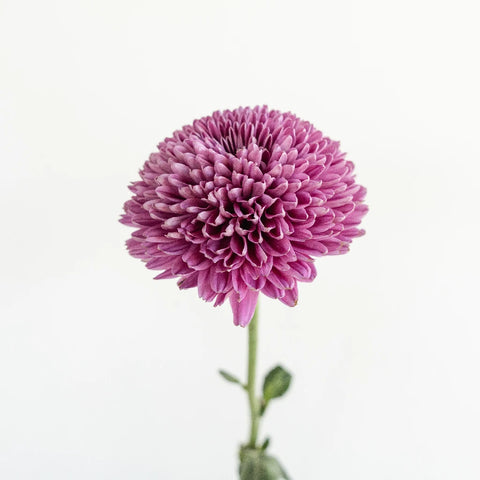 Sweet Ganache Bahlia Flower Stem - Image
