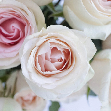 Sweet Lady Rose Close Up - Image