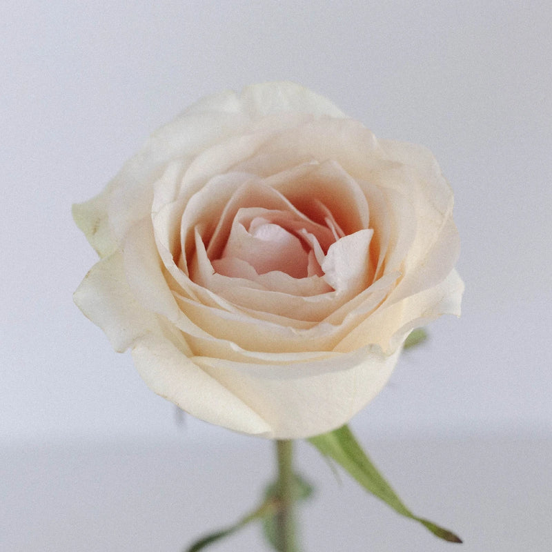 Sweet Lady Rose Stem - Image
