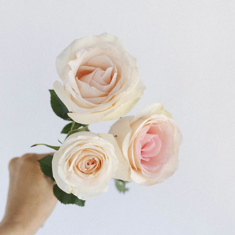 Sweet Lady Rose - Image