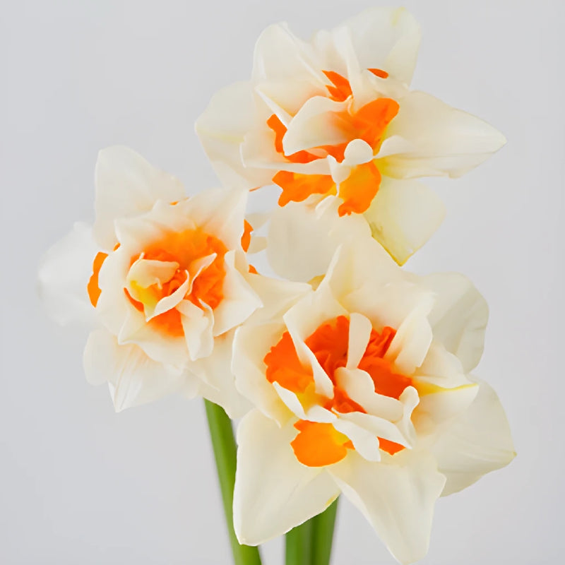 Orange Blossom Daffodil Flower