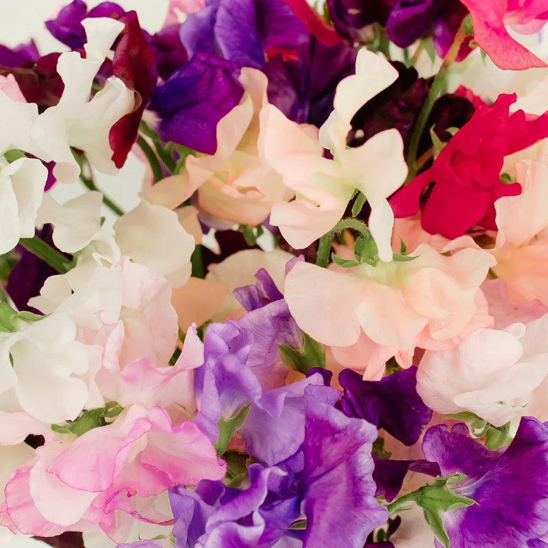 Sweet Pea Mix For Arranging Close Up - Image