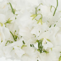 Sweet Pea White Flower Close Up - Image