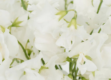 Sweet Pea White Flower Close Up - Image