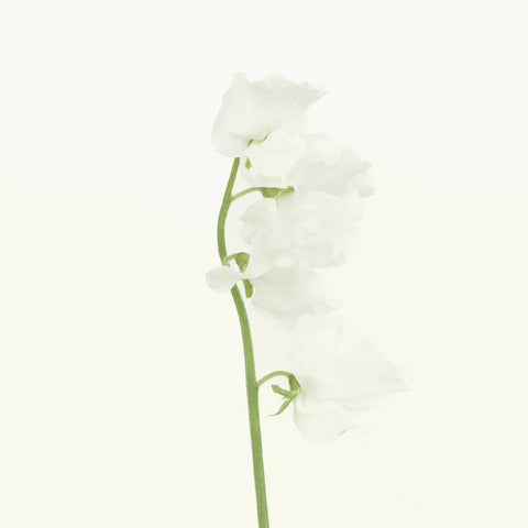 Sweet Pea White Flower Vase - Image