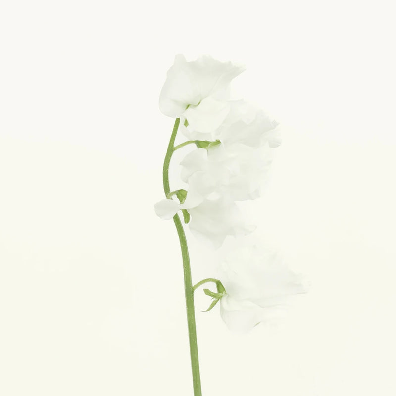 Sweet Pea White Flower Vase - Image