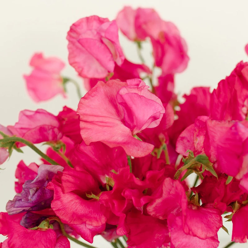 Sweet Peas Dark Pink Flower Close Up - Image