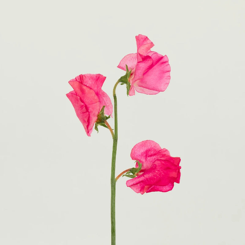 Sweet Peas Dark Pink Flower Stem - Image
