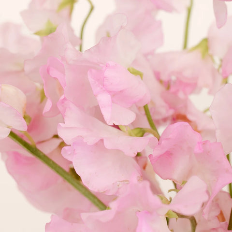 Sweet Peas Light Pink Flower Close Up - Image