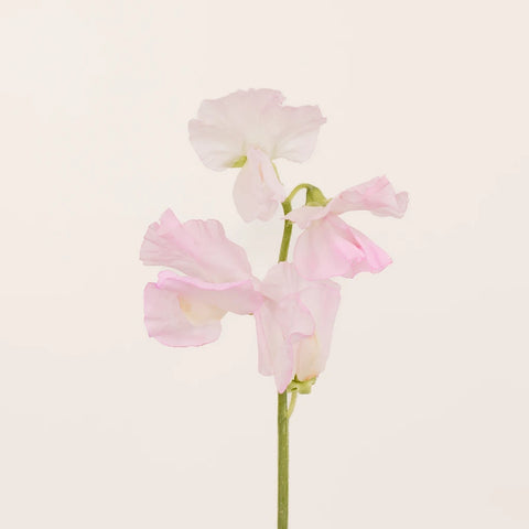 Sweet Peas Light Pink Flower Stem - Image