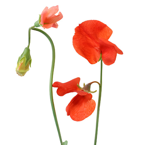 Sweet Pea Red Flowers April to July