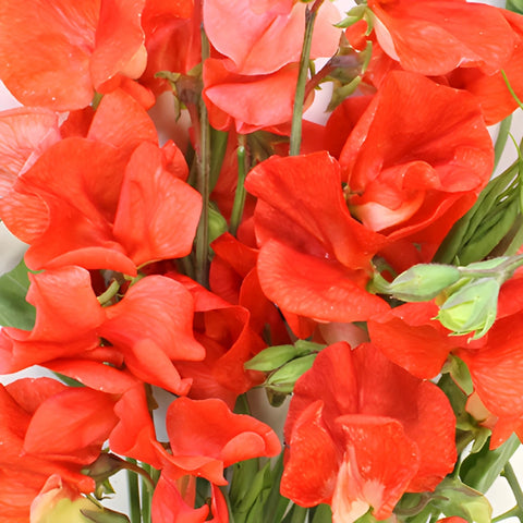 Sweet Pea Red Flowers April to July