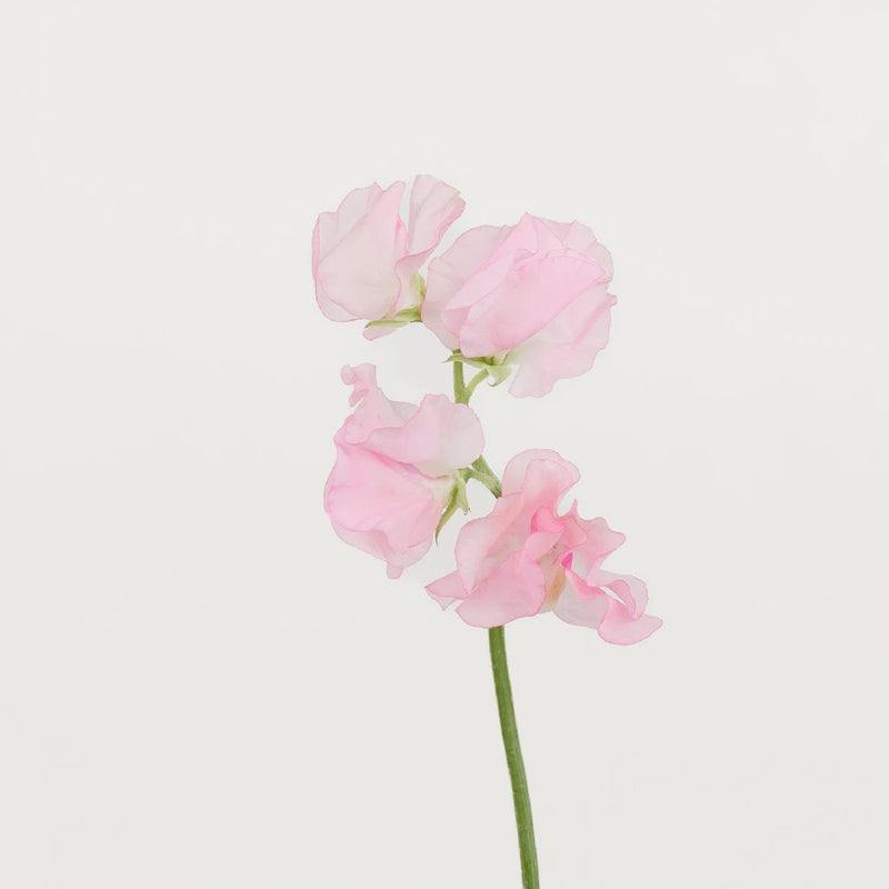 Sweet Peas Pink Flower Stem - Image