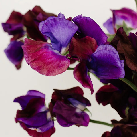 Sweet Peas Viola Purple Flower Close Up - Image