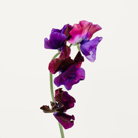 Sweet Peas Viola Purple Flower Vase - Image