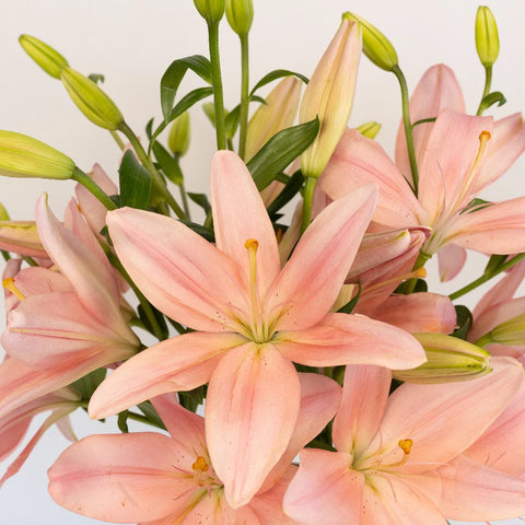 Sweet Satin Hybrid Lily Close Up - Image