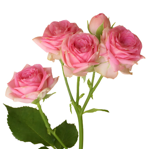 Sweet Sensation Pink Spray Rose Stem