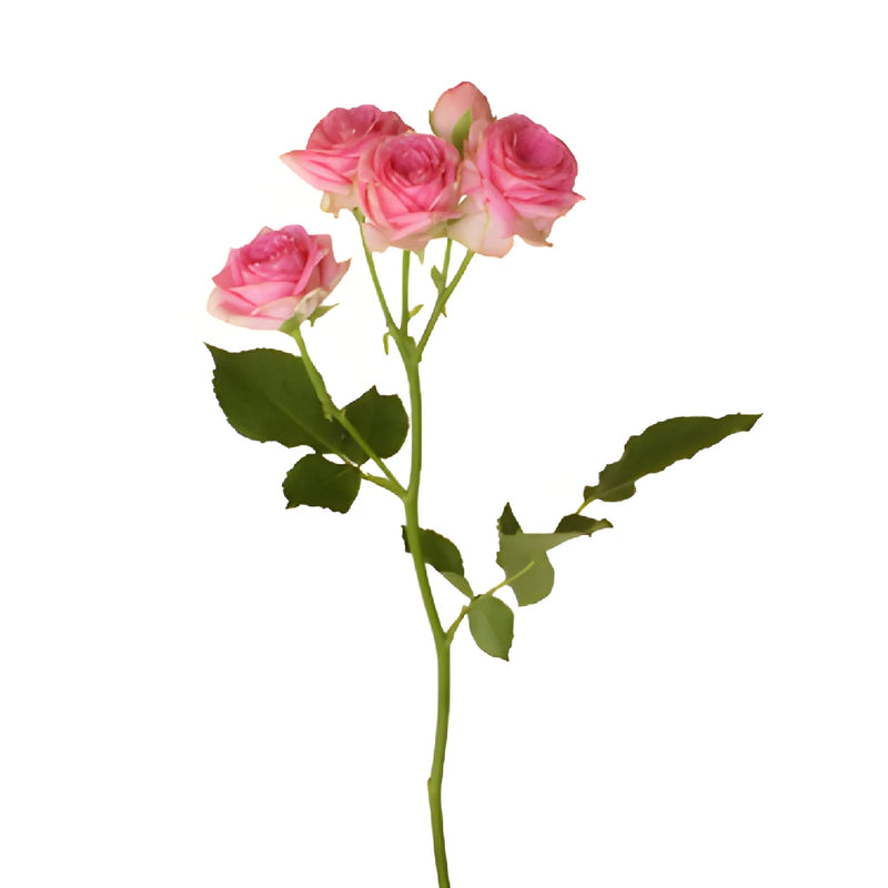 Sweet Sensation Pink Spray Rose Side Stem View