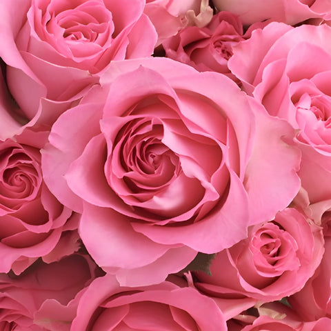 Sweet Unique Pink Rose Close Up - Image