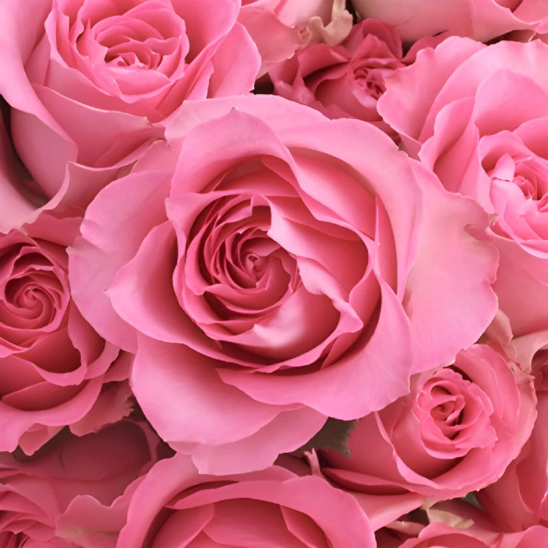 Set of 50: Pink Rose Flower Picks, 8 Long, 3 Wide