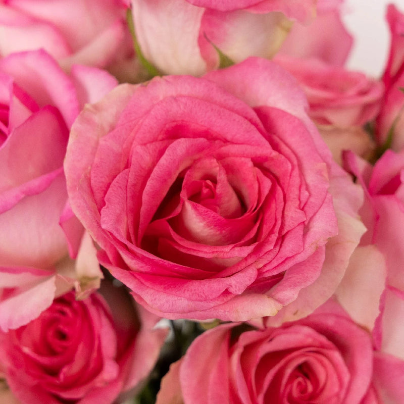 Sweet Unique Pink Rose Close Up - Image