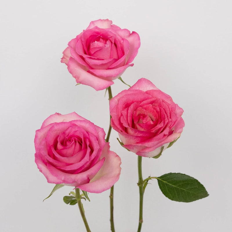 Sweet Unique Pink Rose Stem - Image