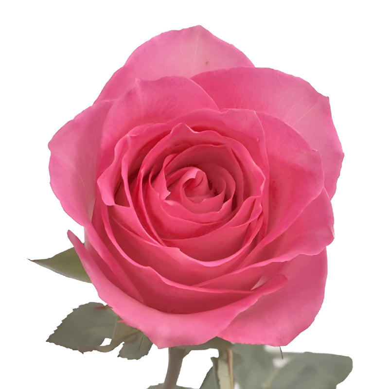 Dried Rose - A sweet, dusty matte pink