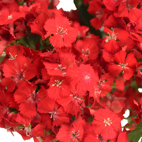 Red Sweet William Flowers
