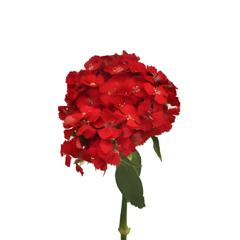 Red Sweet William Flowers