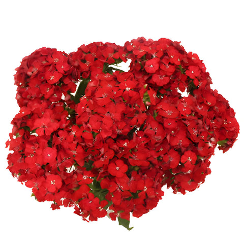 Red Sweet William Flowers