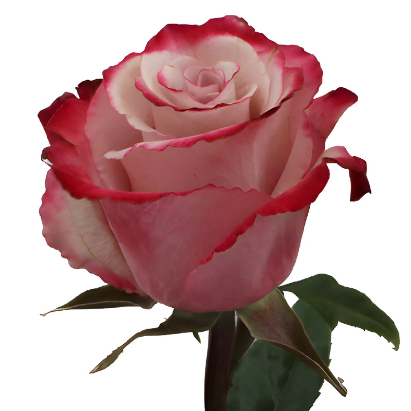 Sweetberry Lavender Fresh cut Rose Side Stem View