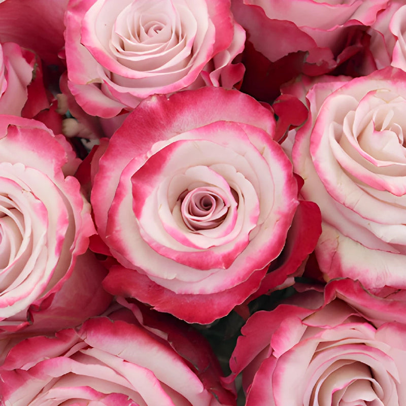 Sweetberry Lavender Fresh Cut Rose Up Close