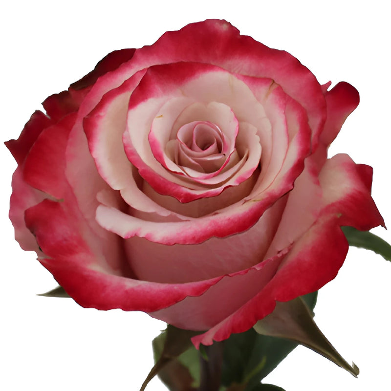 Sweetberry Lavender Fresh Cut Rose Stem