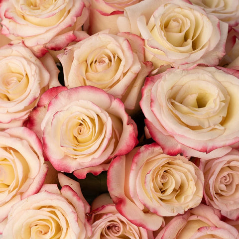 Sweetness Pink Frills White Rose Close Up - Image