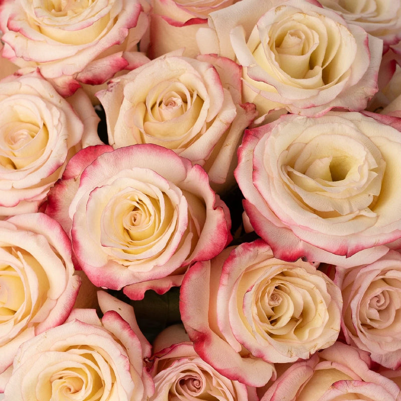 Sweetness Pink Frills White Rose Close Up - Image