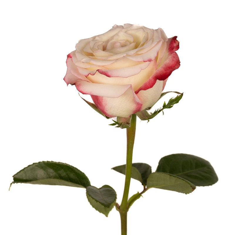 Sweetness Pink Frills White Rose Stem - Image
