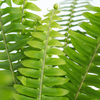 Sword Fern Greens Close Up - Image