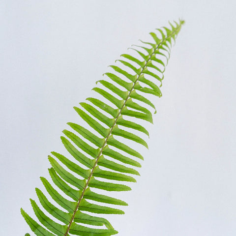 Sword Fern Greens Stem - Image