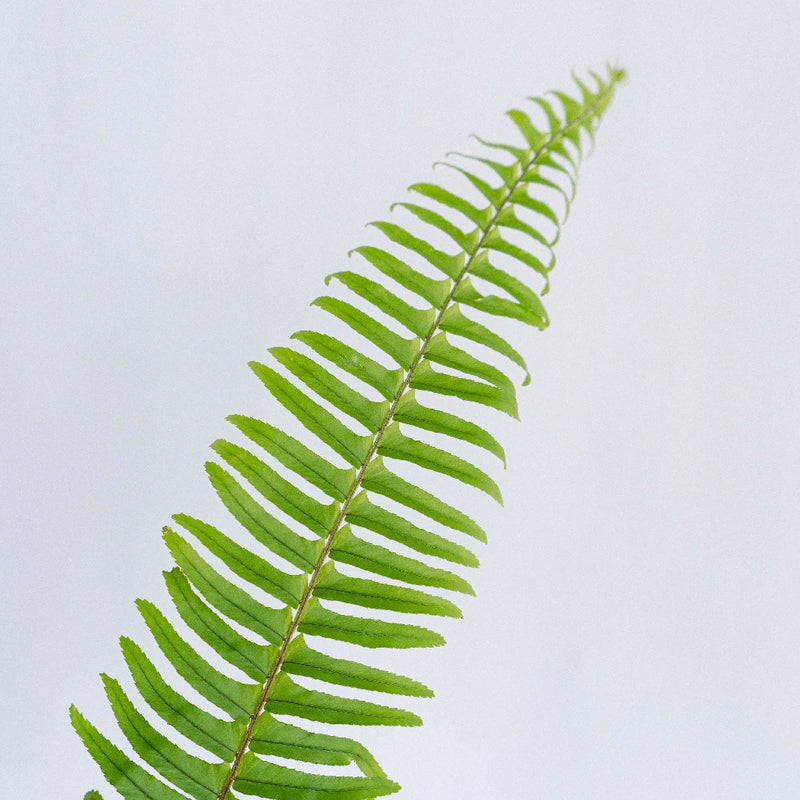 Sword Fern Greens Stem - Image