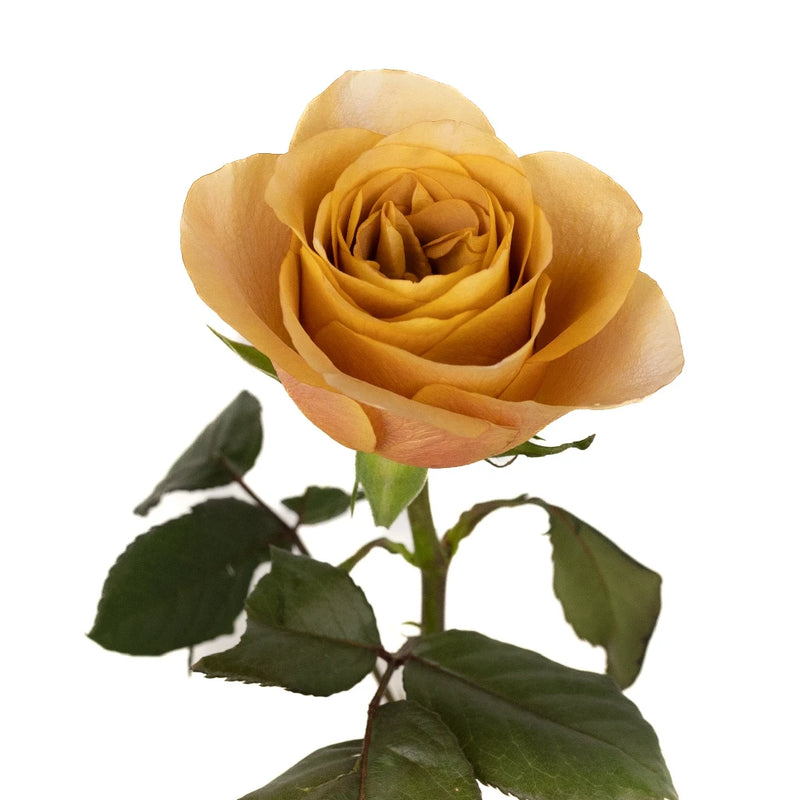 Symbol Stem - Image