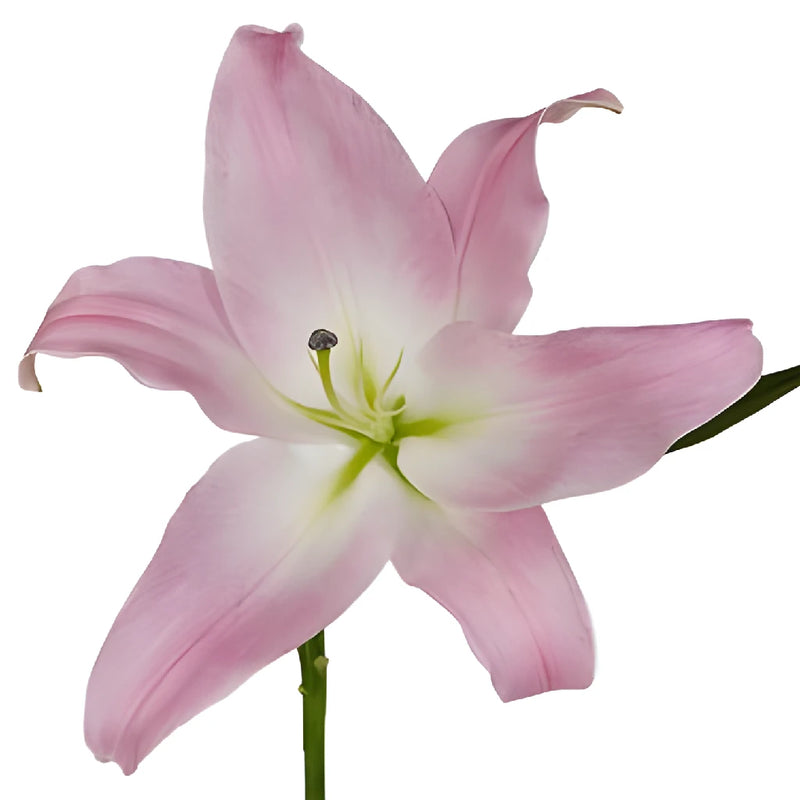 Flower Girl Pink Oriental Lily