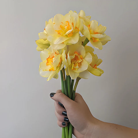 Soft Sunrise Daffodil Flowers