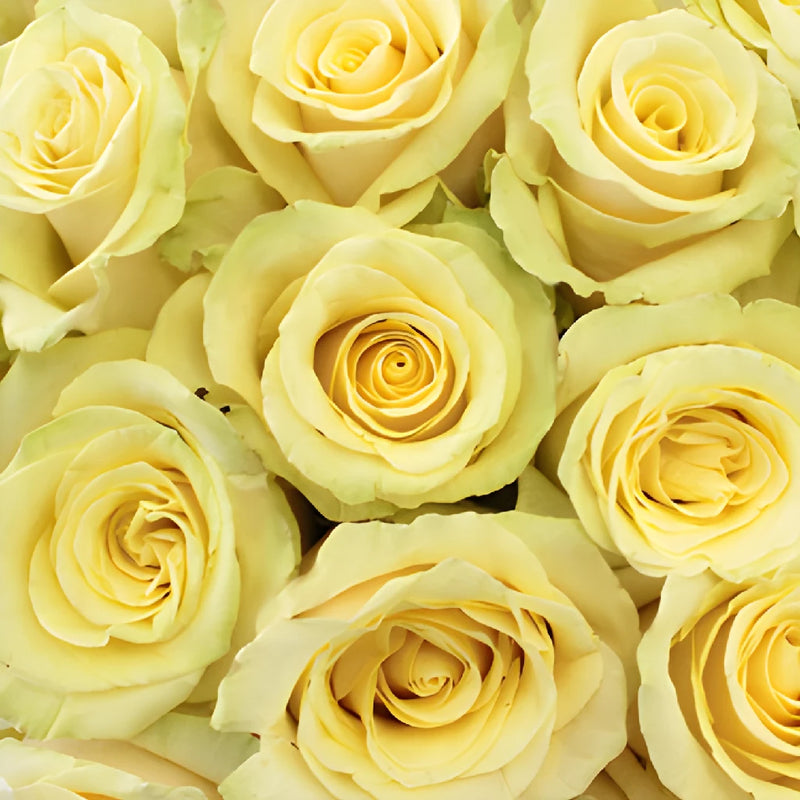 Whipped Butter Takini Cream Rose