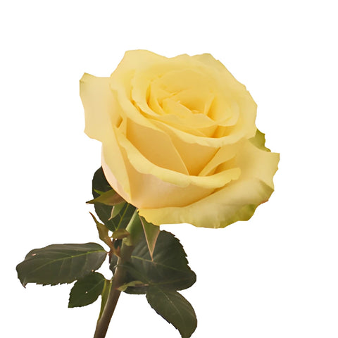 Whipped Butter Takini Cream Rose