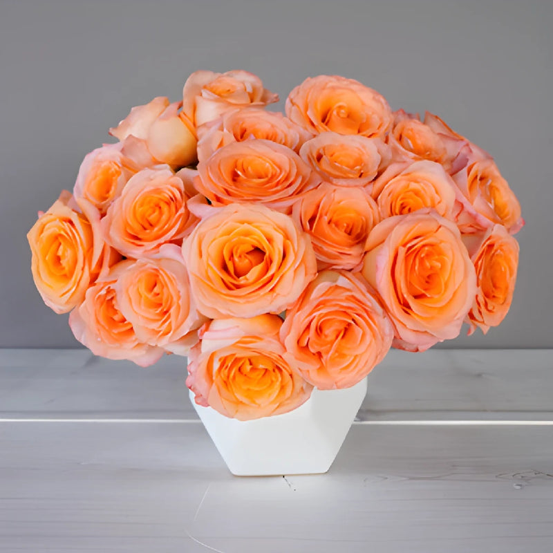 Coral Passion Rose