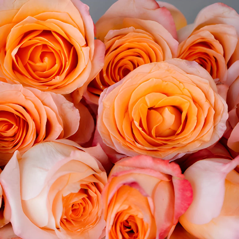 Coral Passion Rose