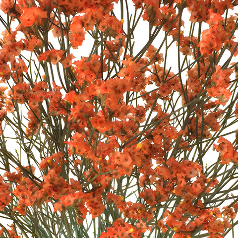 Orange Airbrushed Limonium Flowers