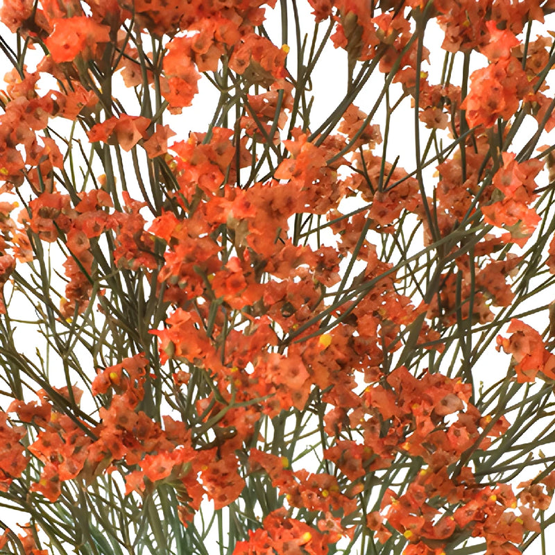 Orange Airbrushed Limonium Flowers