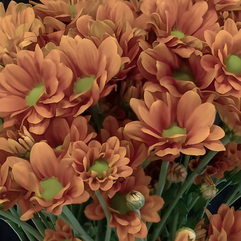 Tangerine Mini Daisy Flower Close Up - Image